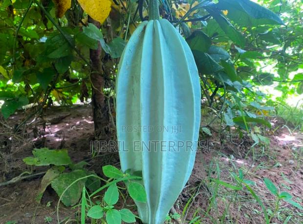 Fluted Pumpkin, Ugu, Telfairia Occidentalis Seeds · Photo 1