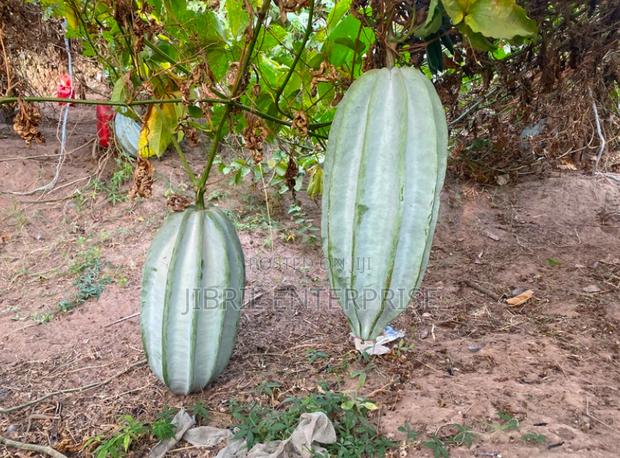 Fluted Pumpkin, Ugu, Telfairia Occidentalis Seeds · Photo 2