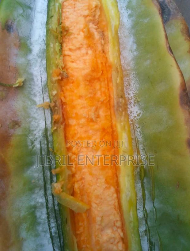 Fluted Pumpkin, Ugu, Telfairia Occidentalis Seeds · Photo 3