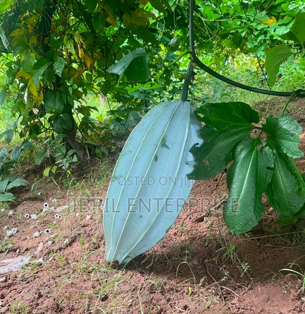 Fluted Pumpkin, Ugu, Telfairia Occidentalis Seeds · Photo 4