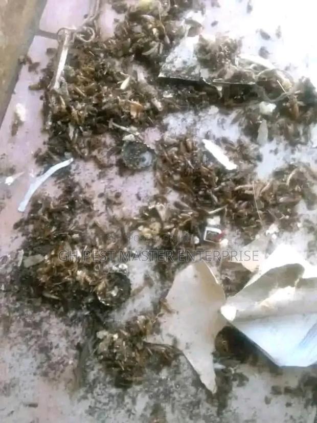 Professional Fumigation and Pests Control Service · Photo 2