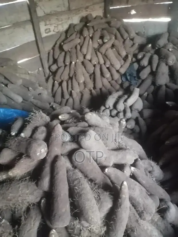 Premium Wholesale White Yam –Fresh From Northern Brong Ahafo Regions · Photo 1