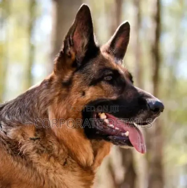 1+ year Male Purebred German Shepherd · Photo 1