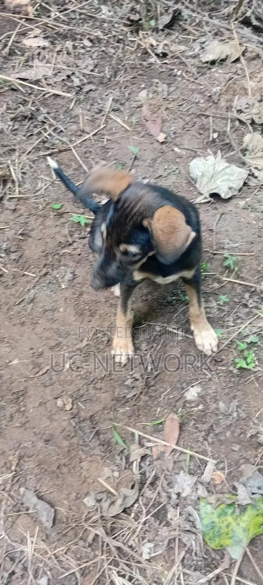 1-3 months Male Purebred Dog · Photo 1