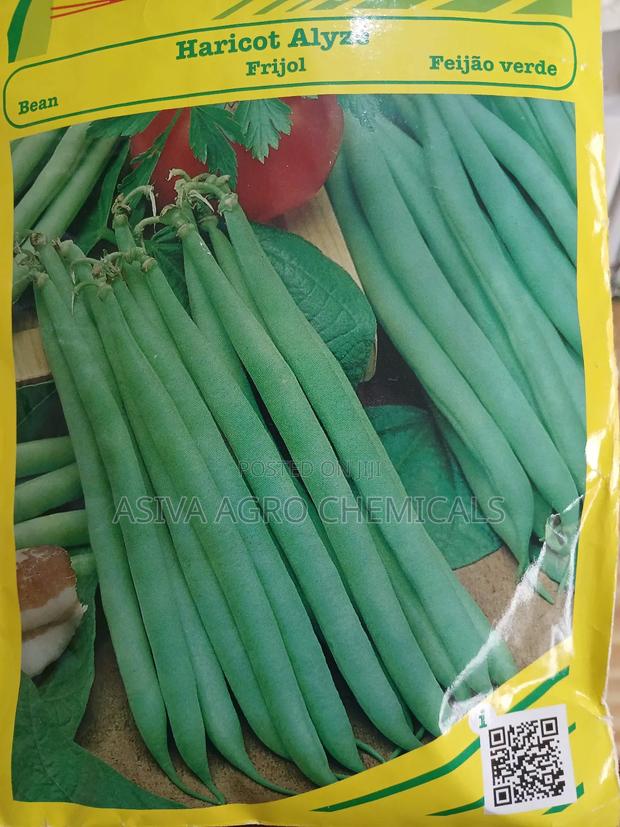 Beans Haricot (Green Beans) Seeds · Photo 2