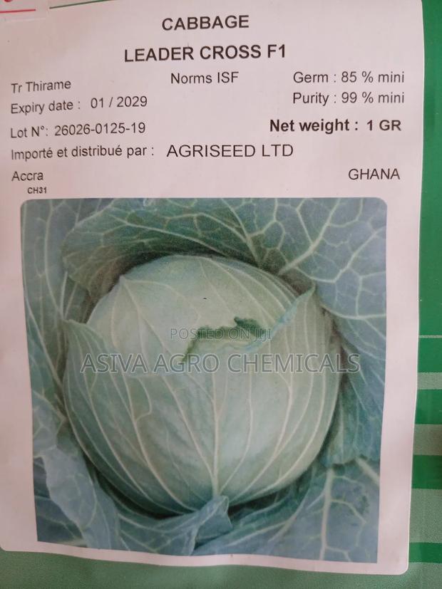 Cabbage(Red and Green) Seeds · Photo 4