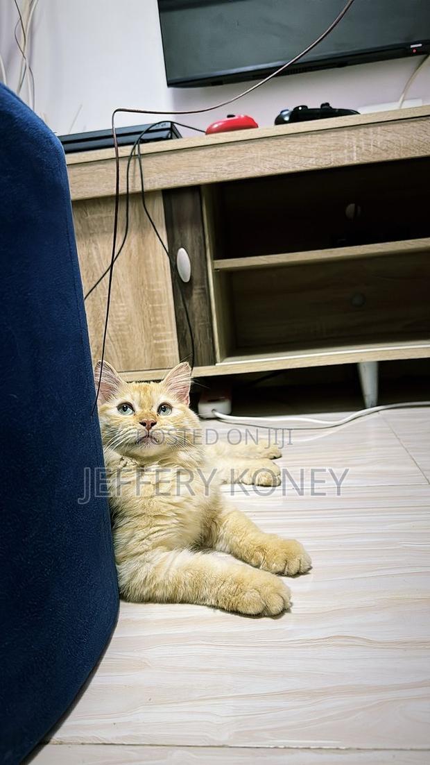 6-12 months Female Purebred Persian · Photo 1
