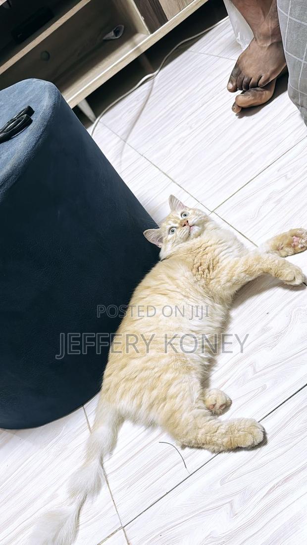 6-12 months Female Purebred Persian · Photo 2