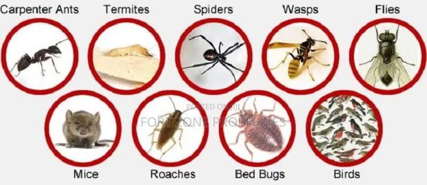 Legon Hills Fumigation Service With Cleantex · Photo 1