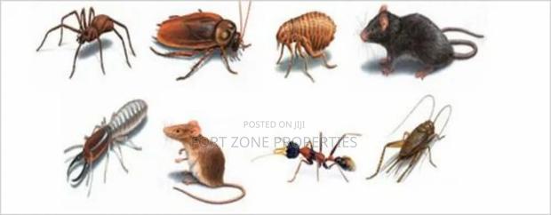Legon Hills Fumigation Service With Cleantex · Photo 2