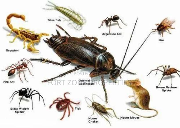 Teshie Fumigation Service With Cleantex · Photo 1