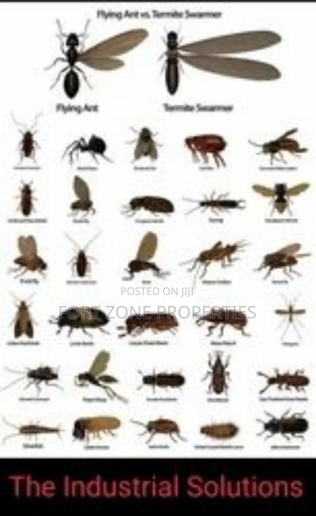 Teshie Fumigation Service With Cleantex · Photo 2