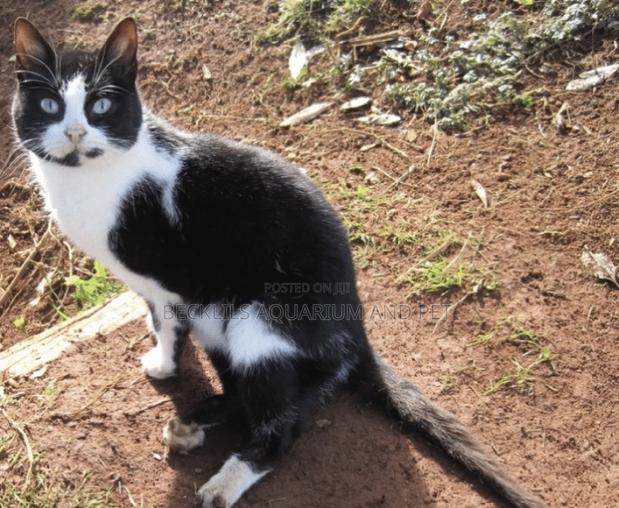 6-12 months Female Purebred Cat · Photo 1