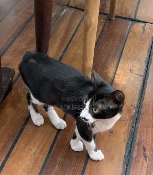 6-12 months Female Purebred Cat · Photo 3