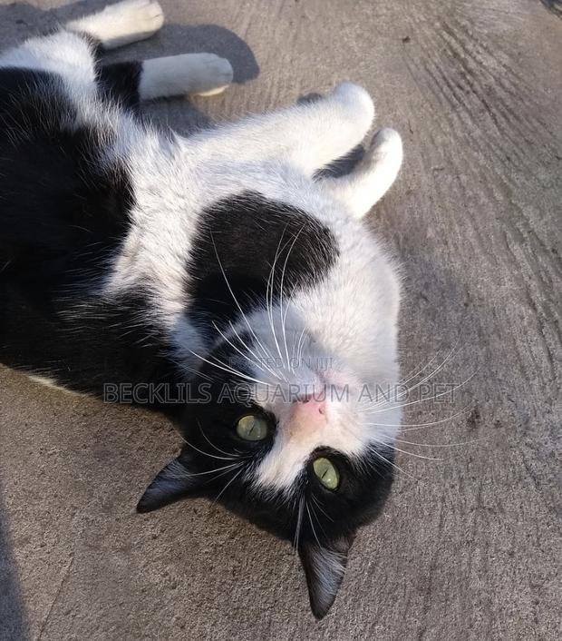 6-12 months Female Purebred Cat · Photo 2