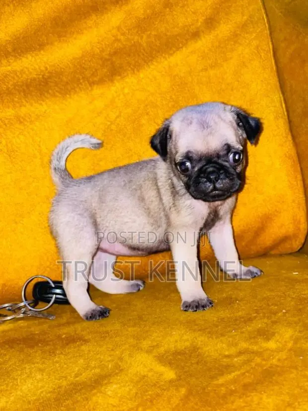 1-3 months Female Purebred Pug · Photo 1