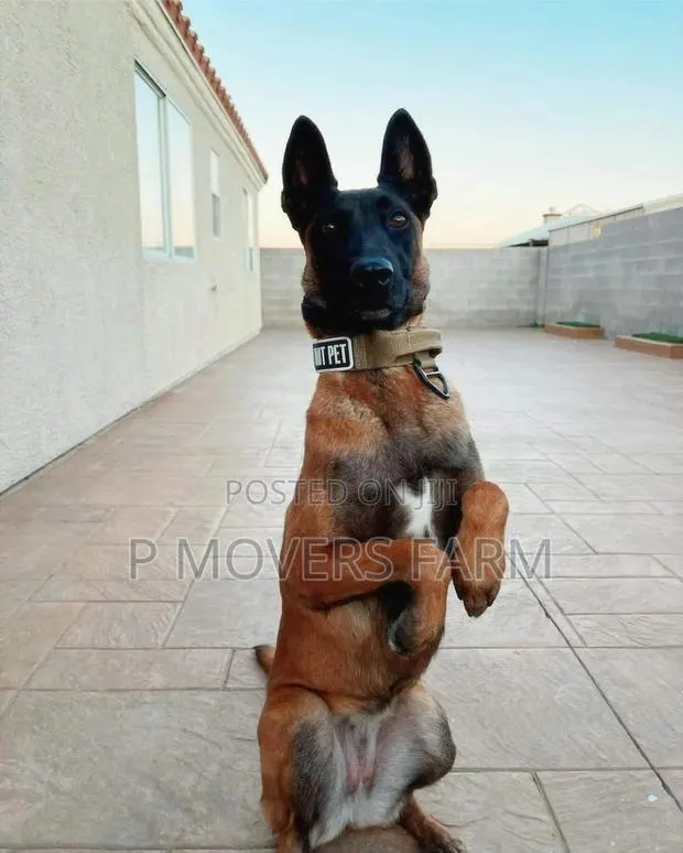 1-3 months Male Purebred Belgian Malinois · Photo 1