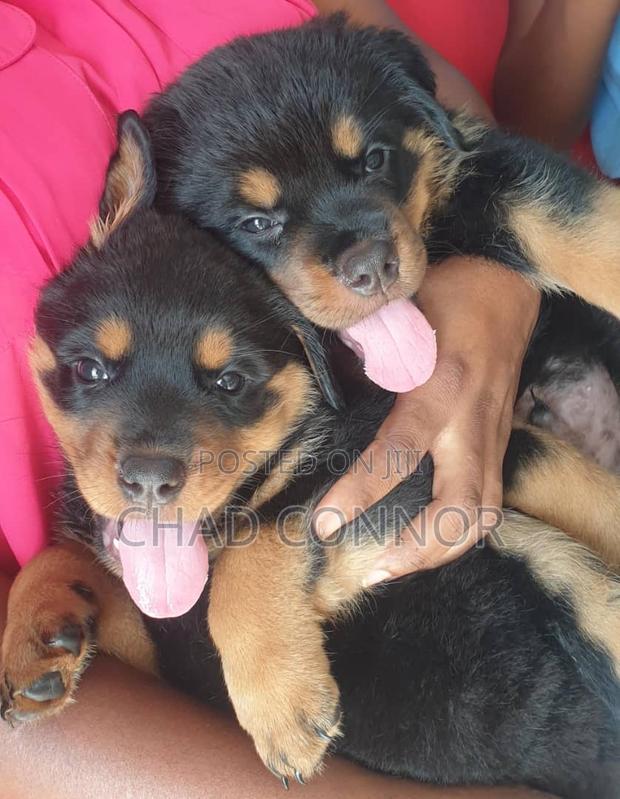 1-3 months Male Purebred Rottweiler · Photo 1