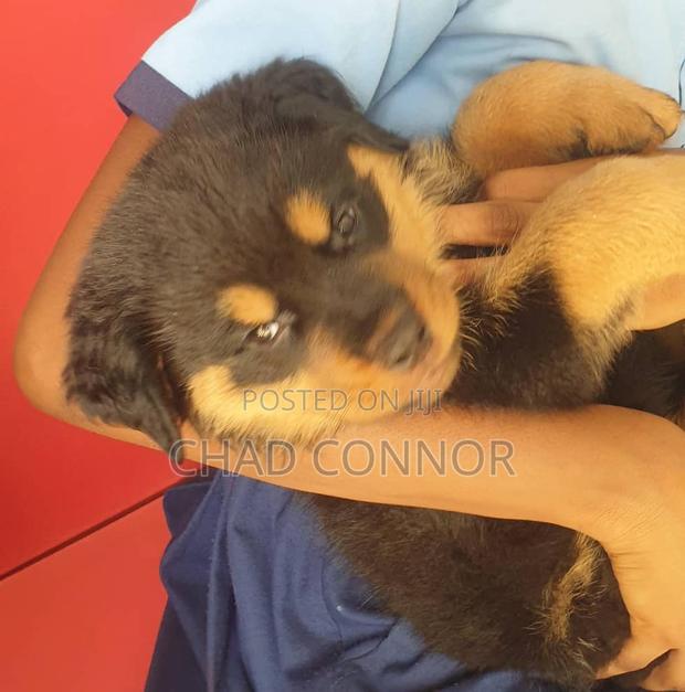 1-3 months Male Purebred Rottweiler · Photo 4