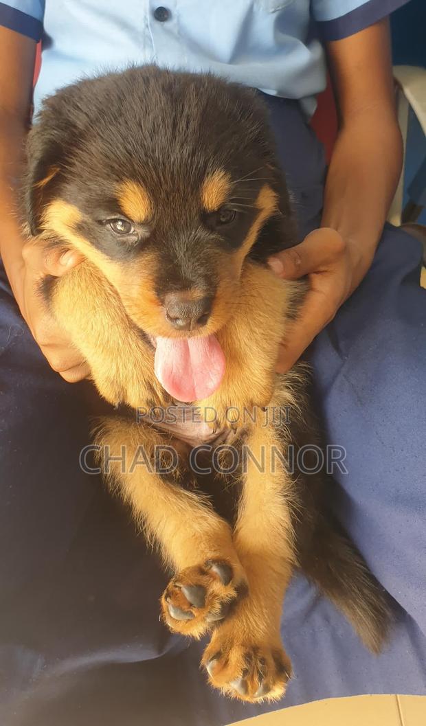 1-3 months Male Purebred Rottweiler · Photo 2