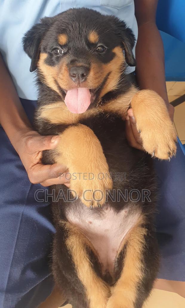 1-3 months Male Purebred Rottweiler · Photo 3
