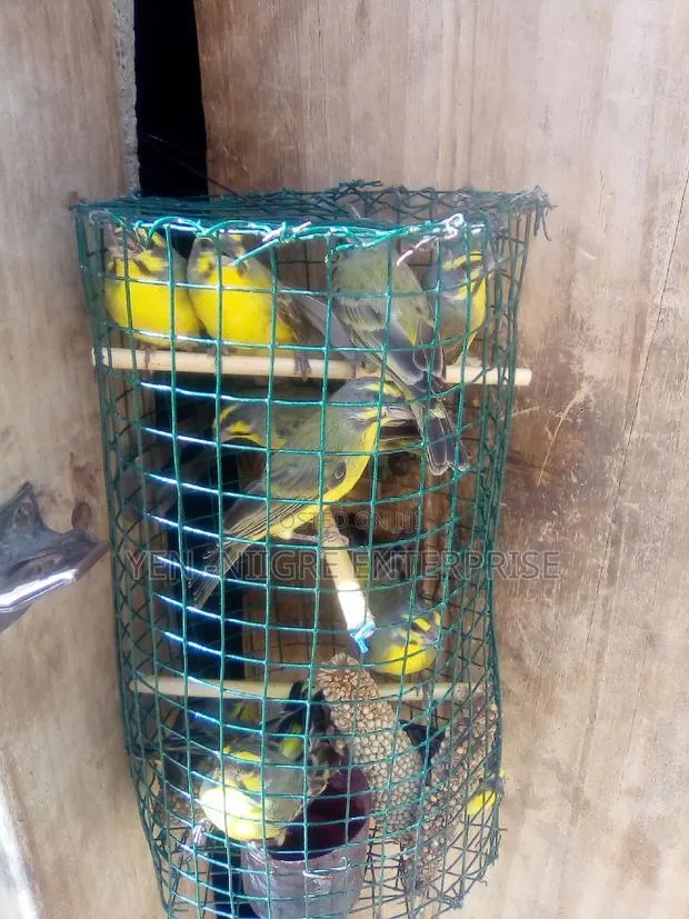 Canary Birds · Photo 1