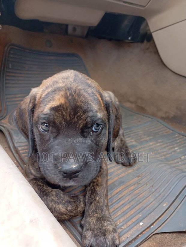 1-3 months Male Purebred Boerboel · Photo 1