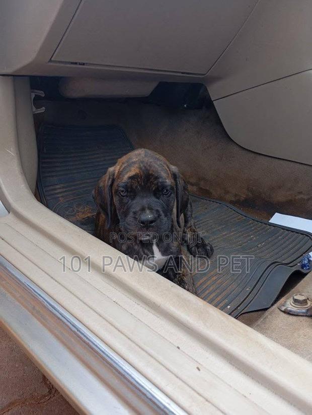 1-3 months Male Purebred Boerboel · Photo 2