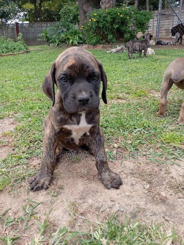 1-3 months Male Purebred Boerboel · Photo 3