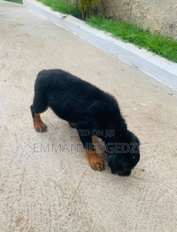1-3 months Female Purebred Rottweiler · Photo 2