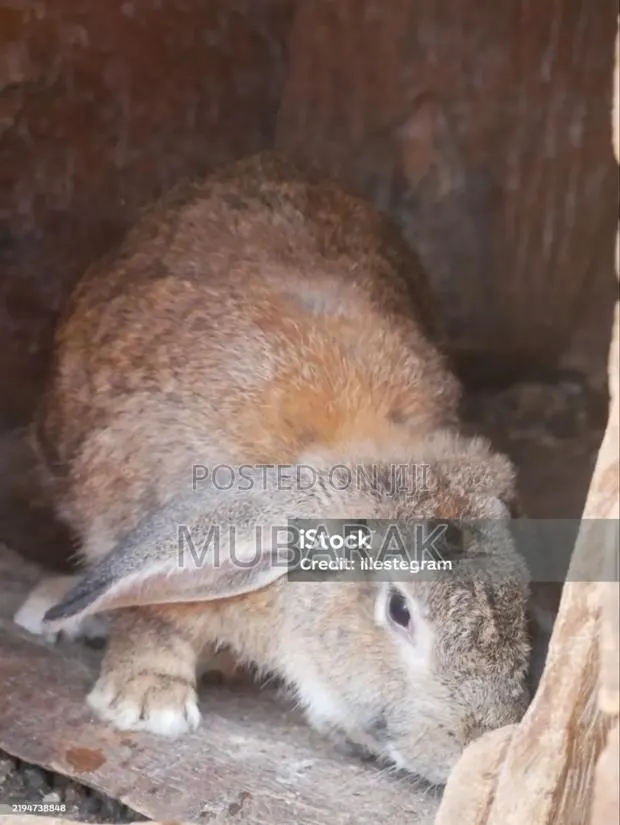 Very Active and Healthy Rabbits · Photo 3