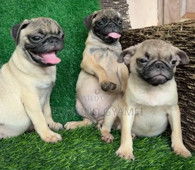 1-3 months Male Purebred Pug · Photo 1
