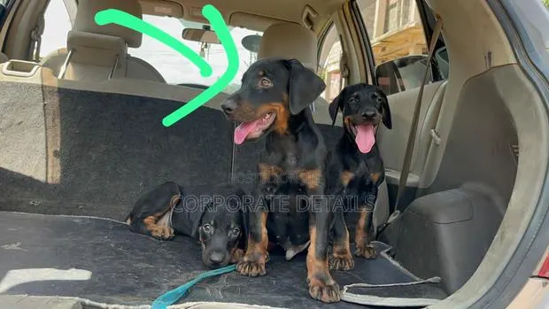 1-3 months Male Purebred Doberman Pinscher · Photo 1
