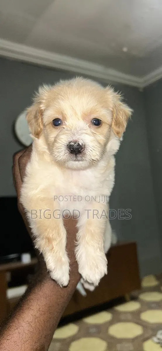 1-3 months Male Purebred Maltipoo · Photo 1