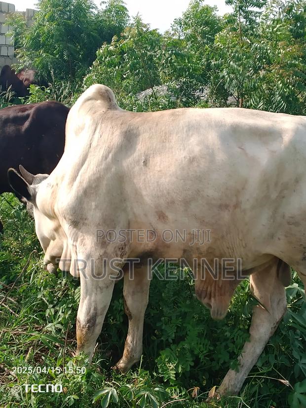 Healthy Cow Available · Photo 1