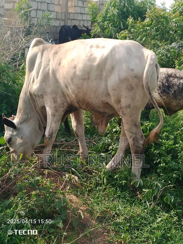 Healthy Cow Available · Photo 2