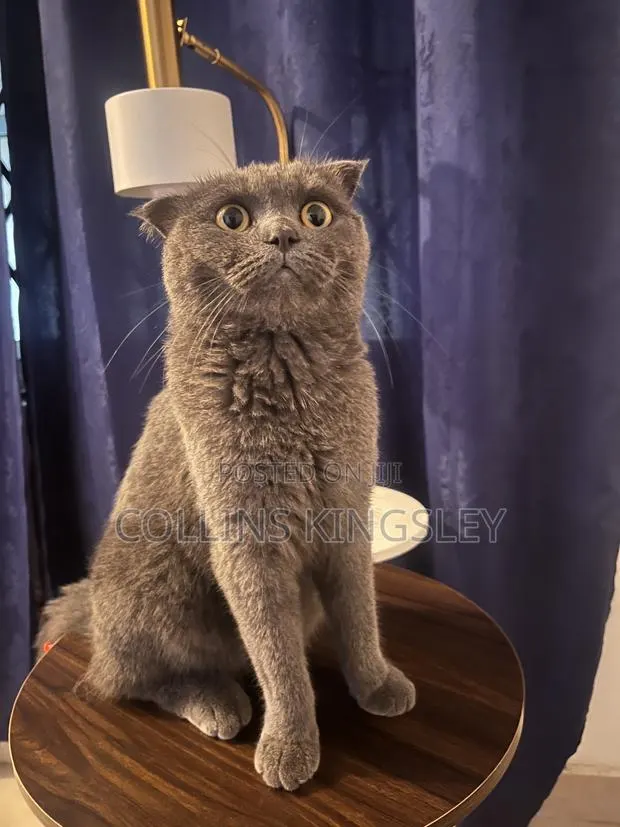 6-12 months Male Purebred British Shorthair · Photo 1