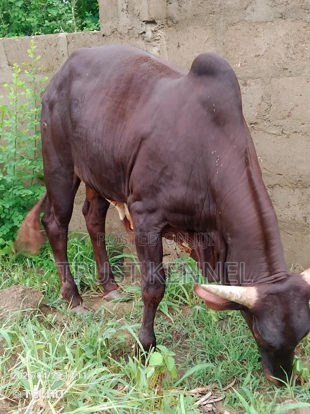 Healthy Cow Available for Sale · Photo 1