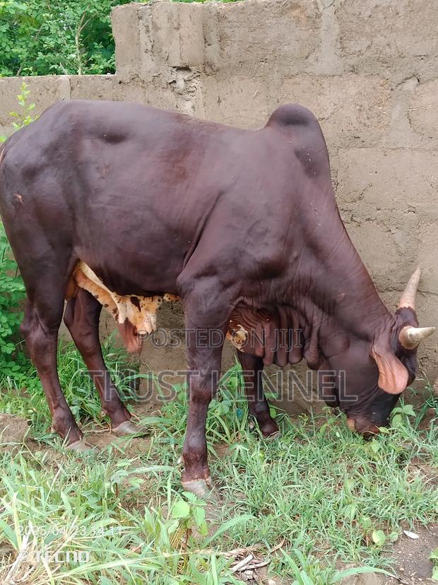 Healthy Cow Available for Sale · Photo 2