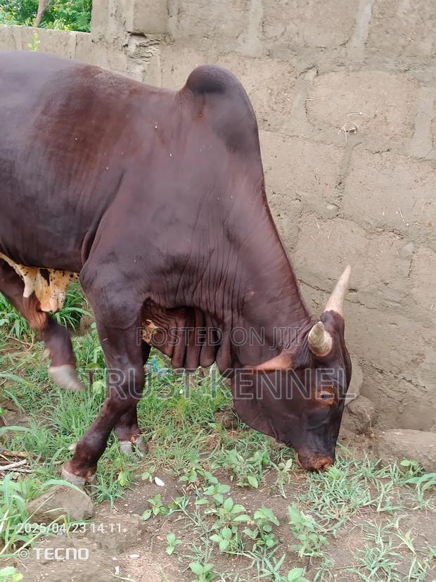 Healthy Cow Available for Sale · Photo 3