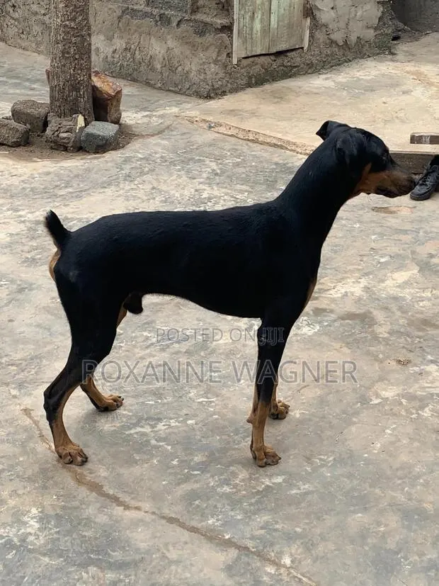 1+ year Male Purebred Doberman Pinscher · Photo 1