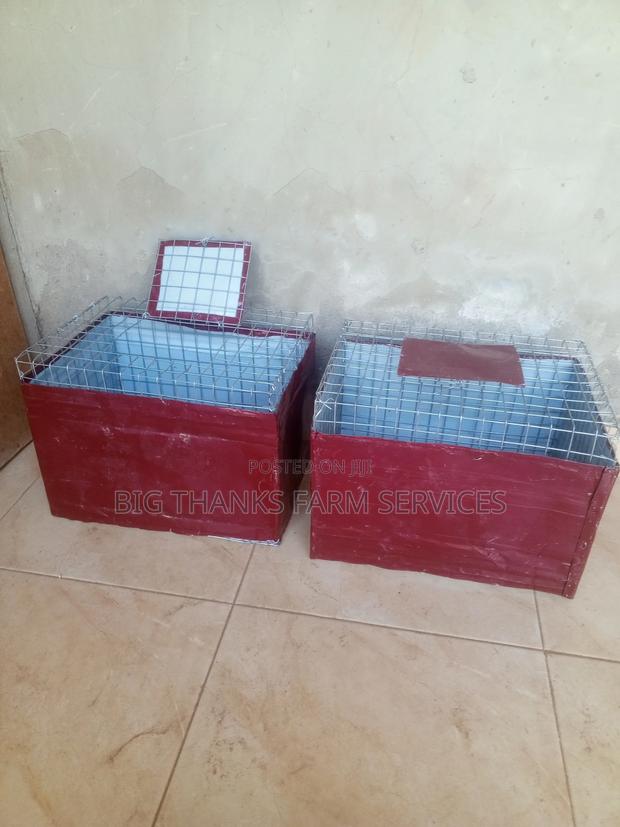 Grasscutter/Rabbit Transporting Cages · Photo 1
