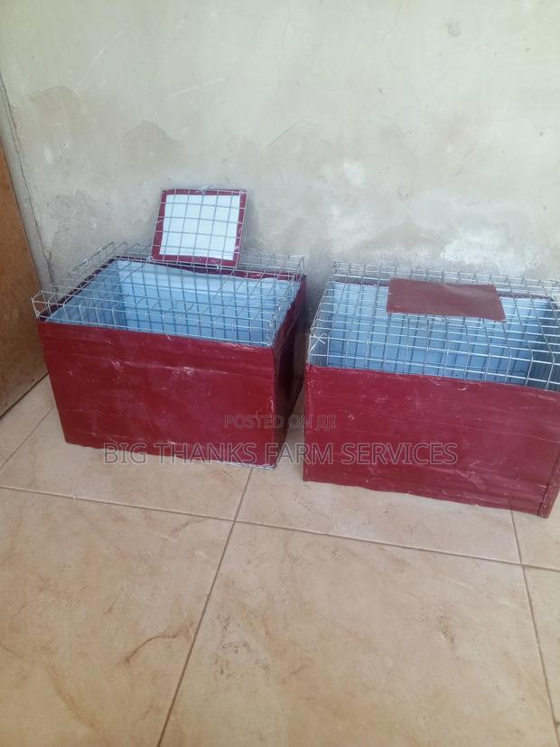 Grasscutter/Rabbit Transporting Cages · Photo 4