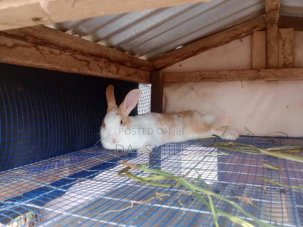 Dav-Smile Rabbit Farms · Photo 2