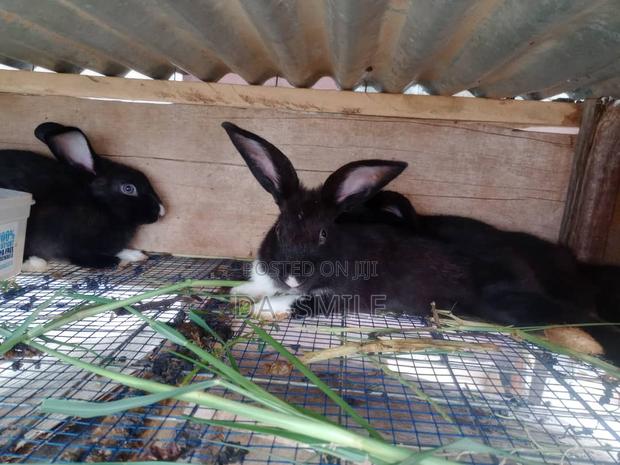 Dav-Smile Rabbit Farms · Photo 3