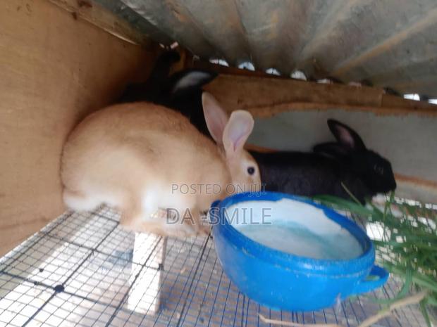 Dav-Smile Rabbit Farms · Photo 4
