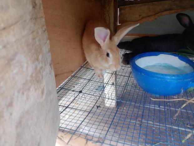 Dav-Smile Rabbit Farms · Photo 5