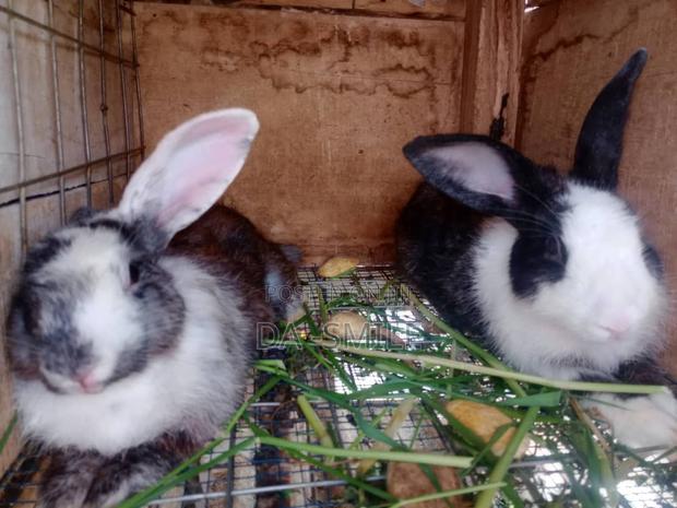 Dav-Smile Rabbit Farms · Photo 6