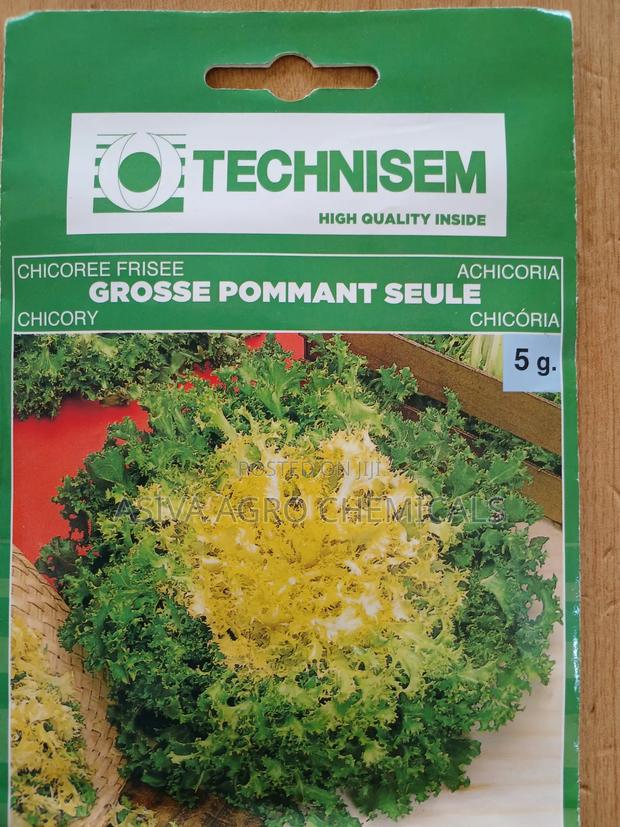 Chicory Seeds · Photo 1