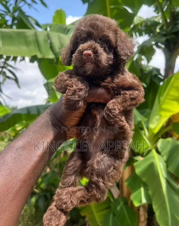 1-3 months Female Purebred Poodle · Photo 1